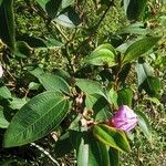 Melastoma malabathricum Leaf