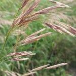 Bromus inermis Fuelha