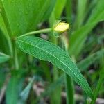 Ludwigia octovalvis Leaf