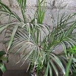 Dypsis lutescens Лист