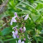 Plumbago europaea Цветок