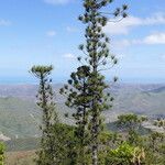 Araucaria biramulata Habitus