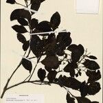 Apodytes thouvenotii Otro