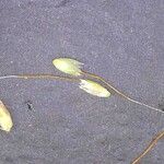 Gastridium phleoides Virág