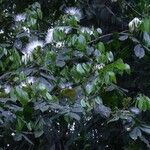 Inga sapindoides Otro