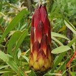 Protea repens Blomst
