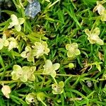 Sagina procumbens പുഷ്പം