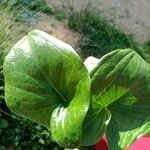 Calla palustris पत्ता