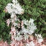 Artemisia thuscula Leaf