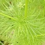 Delphinium ajacis Leaf