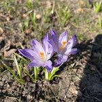 Crocus neapolitanus Flors