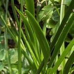 Allium senescens Leaf