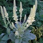 Verbascum densiflorum花