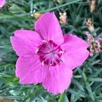 Dianthus gratianopolitanus Çiçek