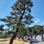 Pinus thunbergii Blatt