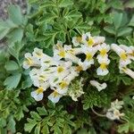 Pseudofumaria alba 花