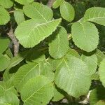 Amphipterygium simplicifolium Лист