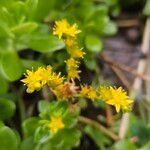 Sedum spathulifolium Çiçek