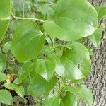 Smilax rotundifolia পাতা