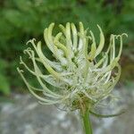 Phyteuma spicatum Flower