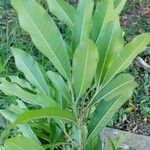 Chloroluma gonocarpa 葉