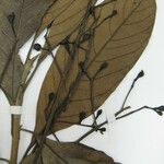 Nectandra cissiflora Beste bat