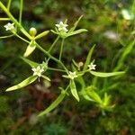 Thesium linophyllon Flor