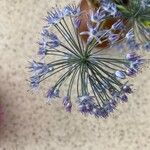 Allium caeruleum Blomst
