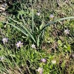 Colchicum alpinumFlor