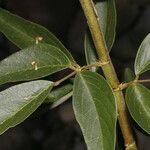 Desmodium cajanifolium Leaf