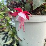 Fuchsia × standishii Flor