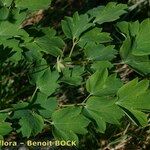 Thalictrum macrocarpum その他の提案