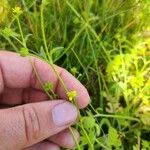 Ranunculus parviflorus Blomma