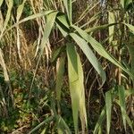 Arundo donax Φύλλο