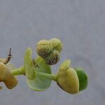 Euphorbia paralias Fruto