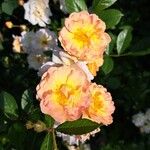 Rosa moschata Kvet
