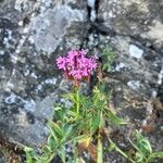 Valeriana lecoqii Blüte