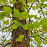 Tilia americana Blad