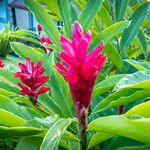 Alpinia purpurata花