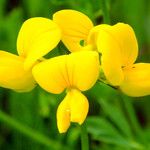 Lotus corniculatus Цвят