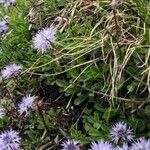 Globularia cordifolia Leaf