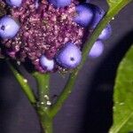 Psychotria guapilensis Fruit