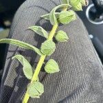 Nonea vesicaria Fruto