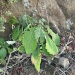 Carduus clavulatus Hoja