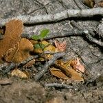 Nothofagus betuloides Bark