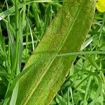 Rumex hydrolapathum Frunză