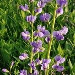 Baptisia australis花