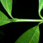 Faramea glandulosa 樹皮