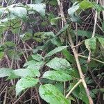 Rubus macrophyllus Blad