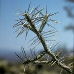 Cylindropuntia ramosissima Bark